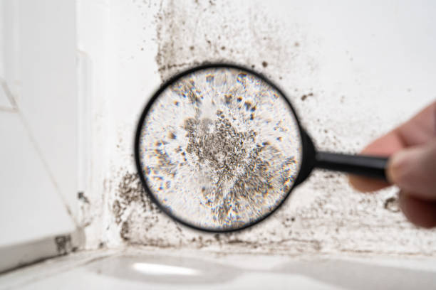 Why You Should Choose Our Mold Remediation Services in Indian Springs Village, AL